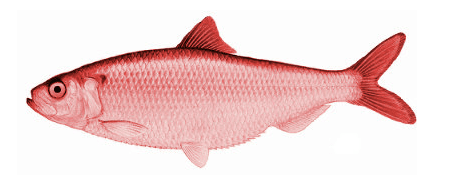 red-herring