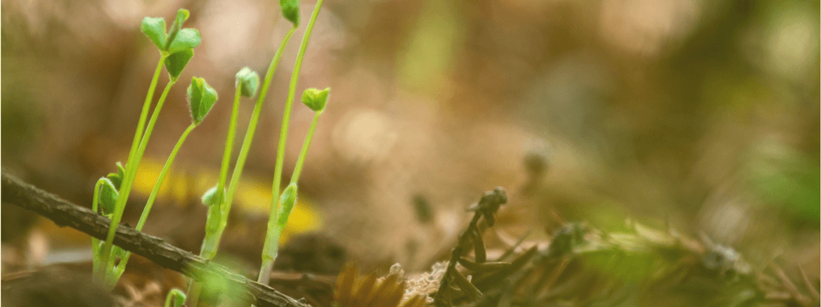 How to Harness Network Effect to Grow Your Product