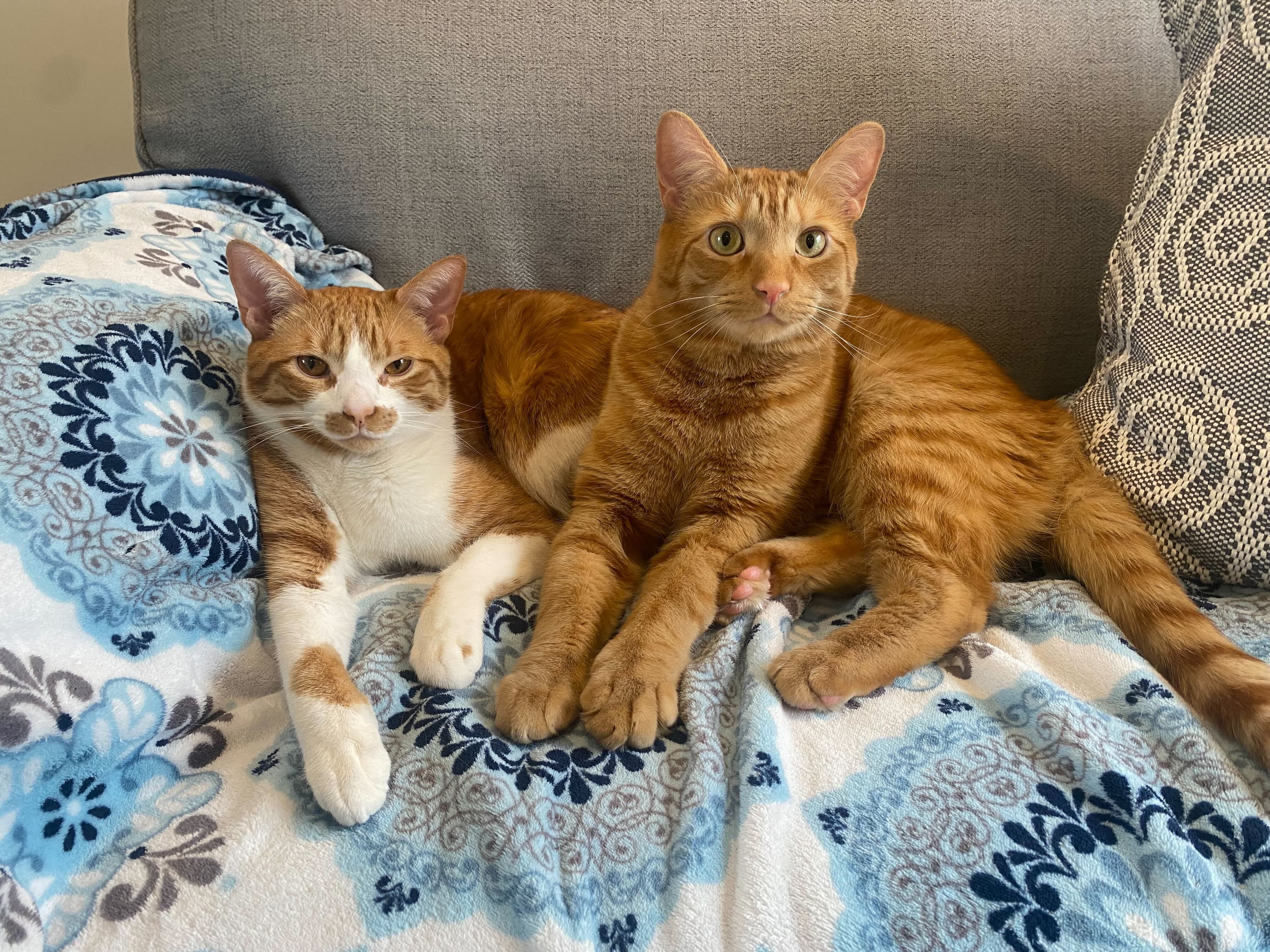 Two cats, Toby and Archie, are lounging on a blue and white patterned blanket on a couch. Toby, on the left, is an orange and white cat with a distinctive patch on his face and white paws. Archie, on the right, is a solid orange tabby with green eyes. Both cats are looking directly at the camera.